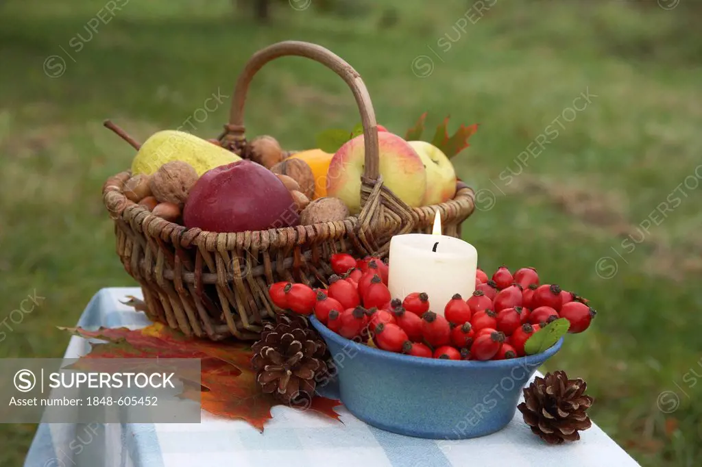 Thanksgiving basket with candle, rose hips, ornamental pumpkins, apples, pears and nuts, colorful leaves