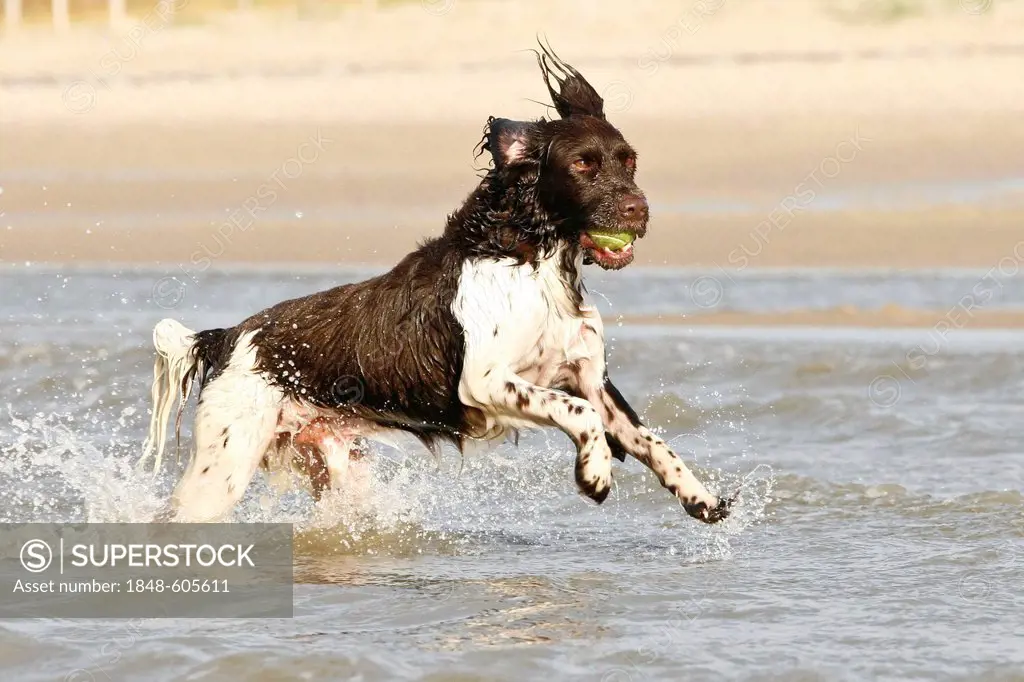 Small Munsterlander retrieving a ball in the water