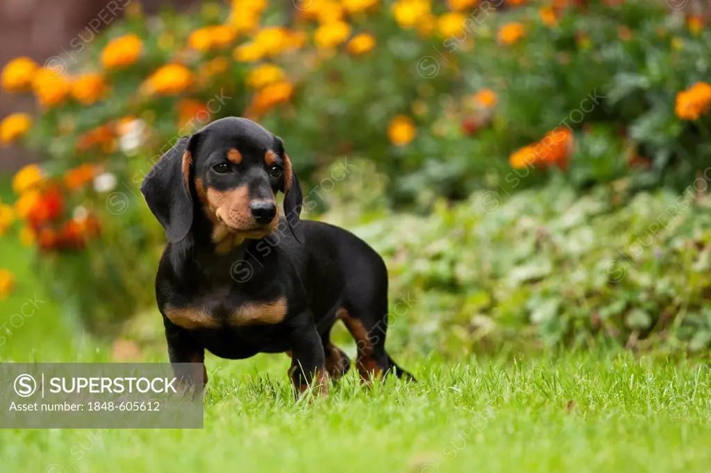 Short-haired dachshund puppy standing on a meadow