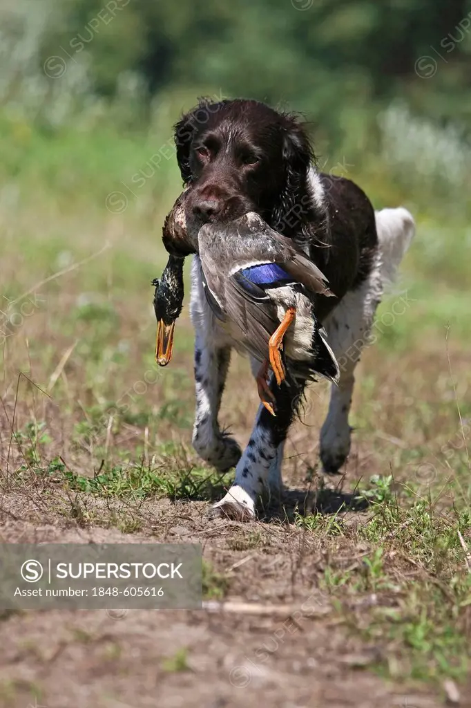 Small Munsterlander retrieving a duck