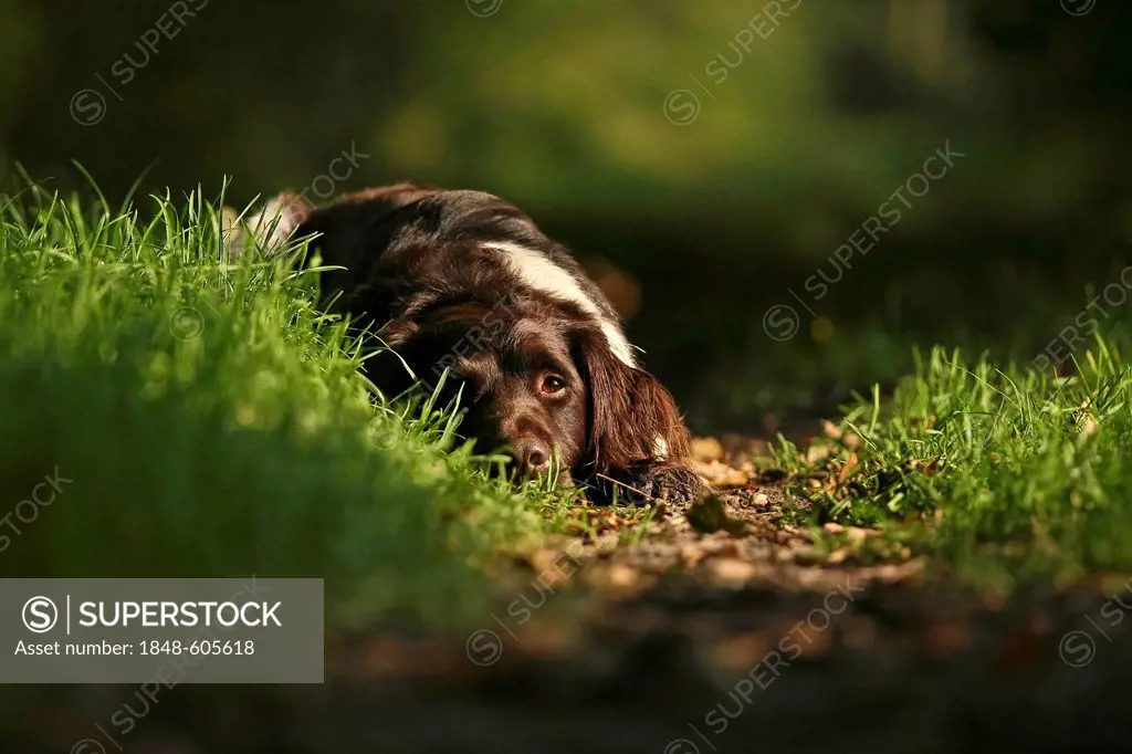 Small Munsterlander dozing on a forest path