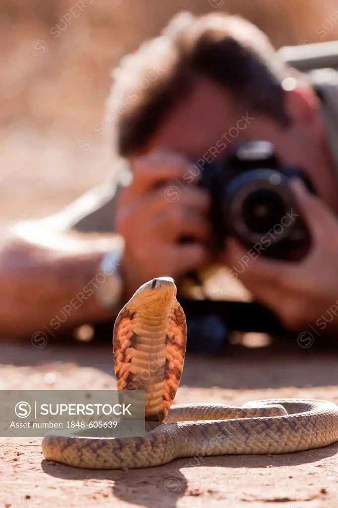 Rinkhals or Ring-necked Spitting Cobra (Hemachatus haemachatus) in front of a photographer, Khamai Reptile Park, Hoedspruit, Greater Kruger National P...
