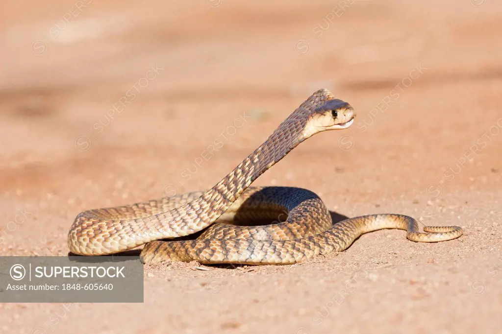 Rinkhals or Ring-necked Spitting Cobra (Hemachatus haemachatus) in a strike position, Khamai Reptile Park, Hoedspruit, Greater Kruger National Park, L...