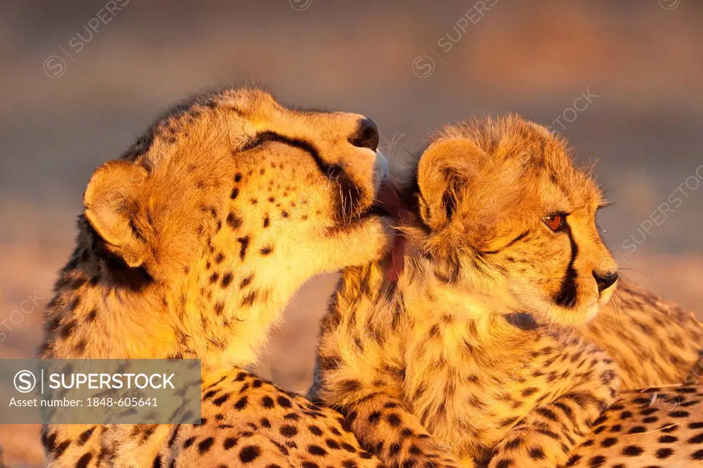 Cheetahs (Acinonyx jubatus), mother licking her cub in the last evening light, Tshukudu Game Lodge, Hoedspruit, Greater Kruger National Park, Limpopo ...
