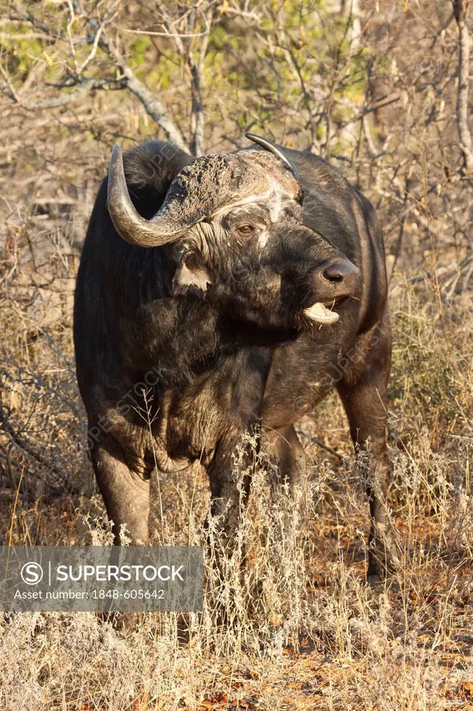 African Buffalo (Syncerus caffer), Tshukudu Game Lodge, Hoedspruit, Greater Kruger National Park, Limpopo Province, South Africa, Africa
