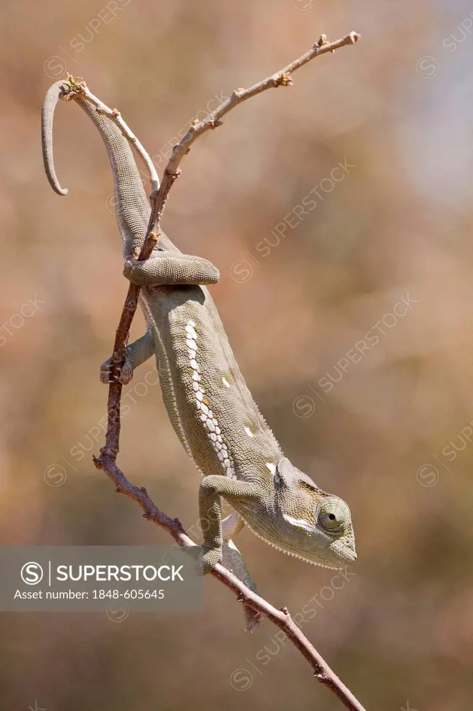 Flap-necked Chameleon (Chamaeleo dilepis), Khamai Reptile Park, Hoedspruit, Greater Kruger National Park, Limpopo Province, South Africa, Africa
