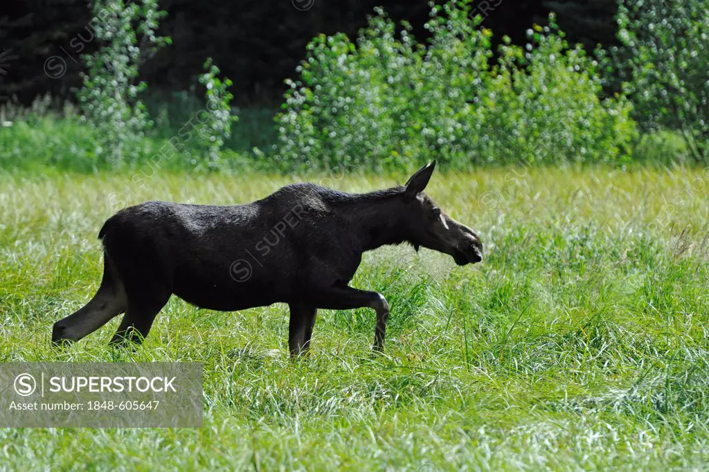 Moose (Alces alces), Grand Teton National Park, Wyoming, United States of America, USA