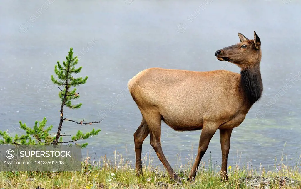 Elk or Wapiti (Cervus canadensis), cow, Yellowstone National Park, Wyoming, United States of America, USA