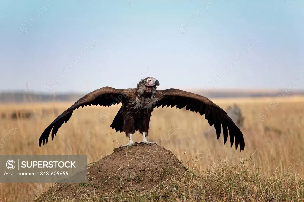 Lappet-faced Vulture (Torgos tracheliotus) flying up, Masai Mara, Kenya, Africa