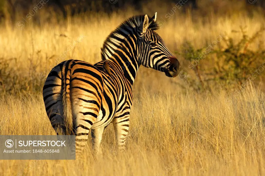 Plains Zebra (Equus quagga), Madikwe Game Reserve, South Africa, Africa