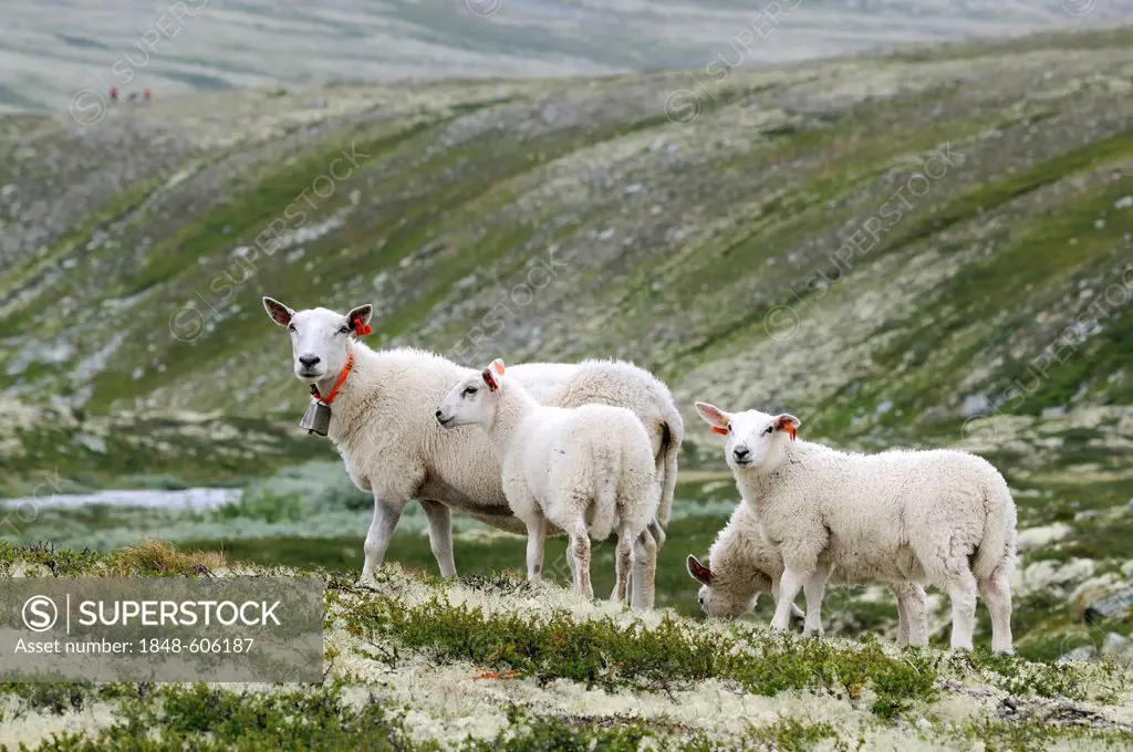Sheep in the Rondane National Park, Norway, Europe