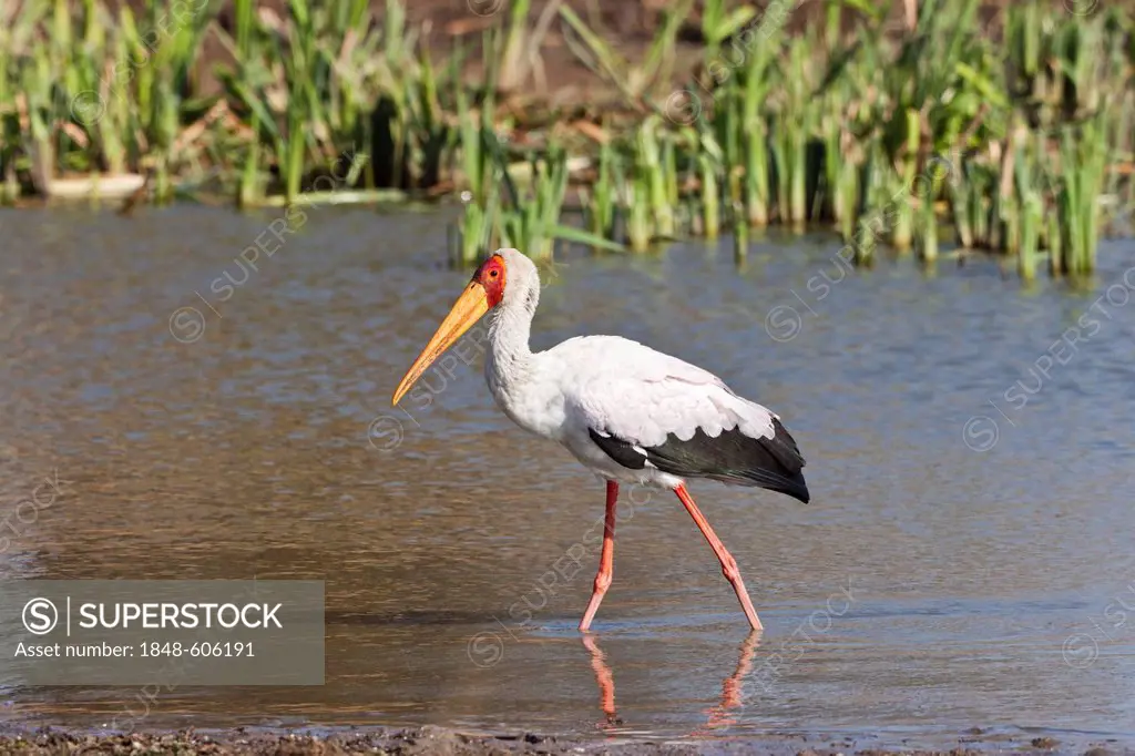 Yellow-billed Stork (Mycteria ibis), Tshukudu Game Lodge, Hoedspruit, Greater Kruger National Park, Limpopo Province, South Africa, Africa
