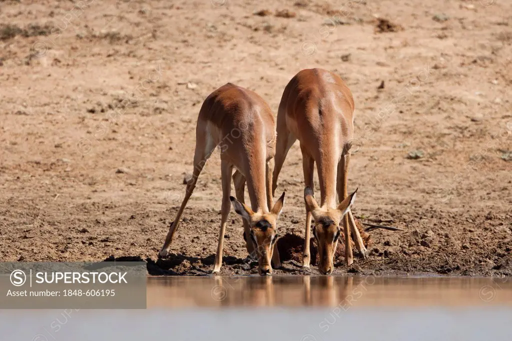 Impalas (Aepyceros melampus) drinking at a waterhole, Tshukudu Game Lodge, Hoedspruit, Greater Kruger National Park, Limpopo Province, South Africa, A...