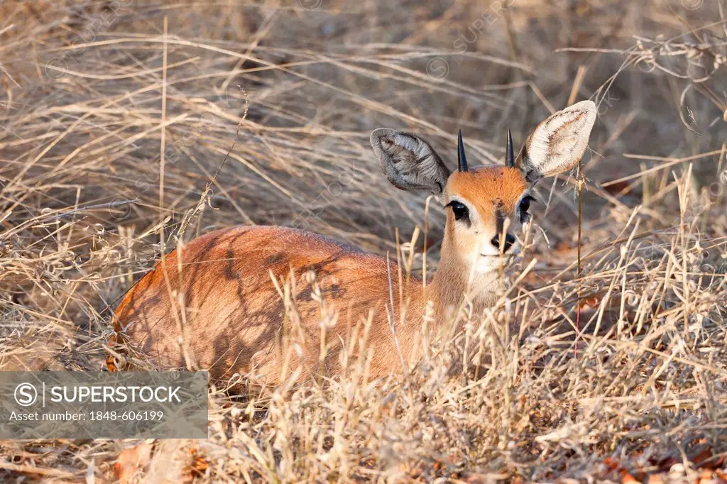 Steenbok (Raphicerus campestris) in the grass, Tshukudu Game Lodge, Hoedspruit, Greater Kruger National Park, Limpopo Province, South Africa, Africa