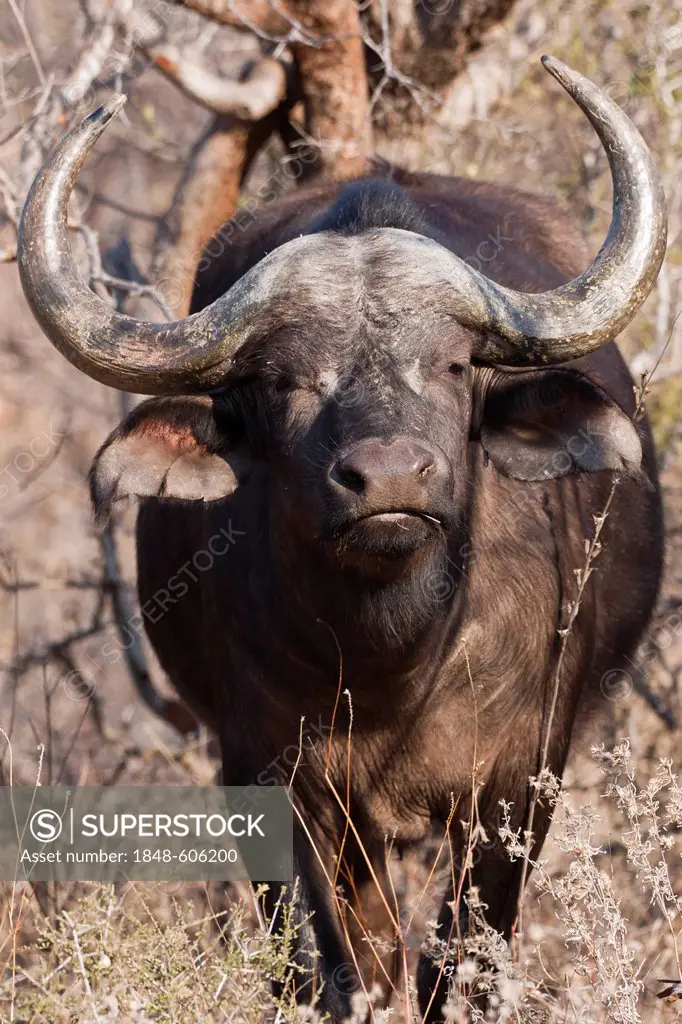 African Buffalo (Syncerus caffer), Tshukudu Game Lodge, Hoedspruit, Greater Kruger National Park, Limpopo Province, South Africa, Africa