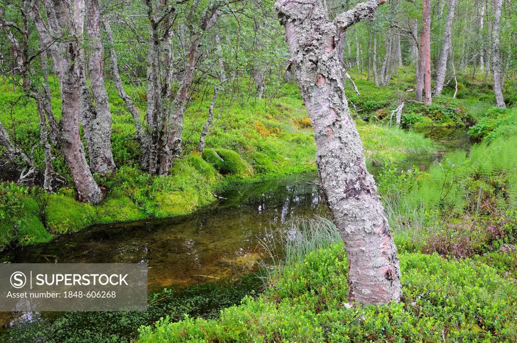 Forest near Straumbu, Rondane National Park, Norway, Scandinavia, Europe