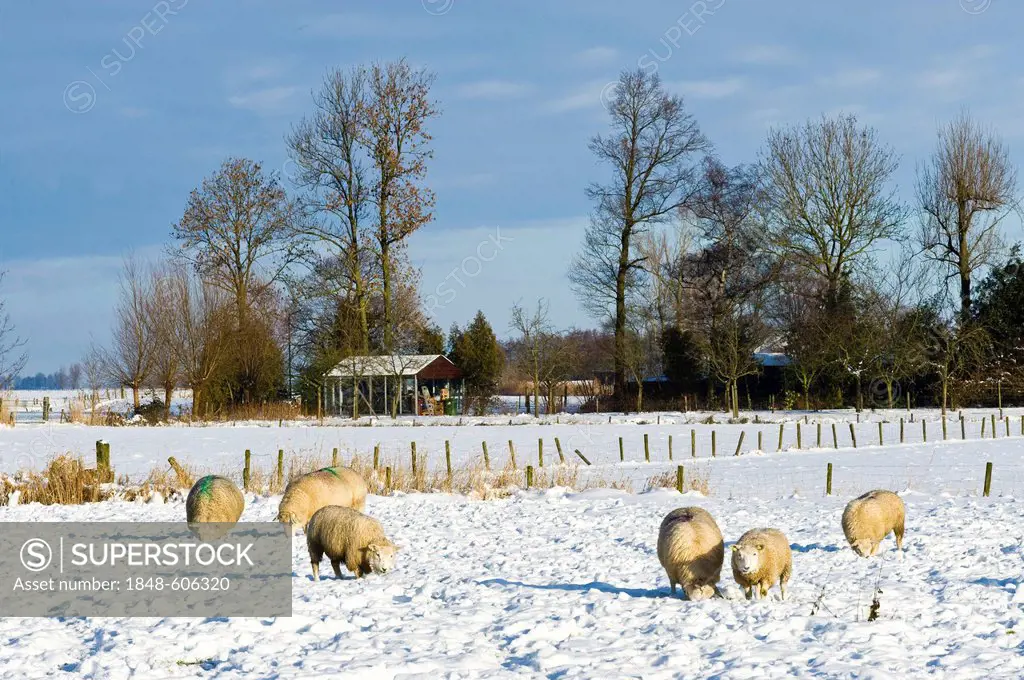Sheep grazing in snow, Amersfoort, Netherlands, Europe