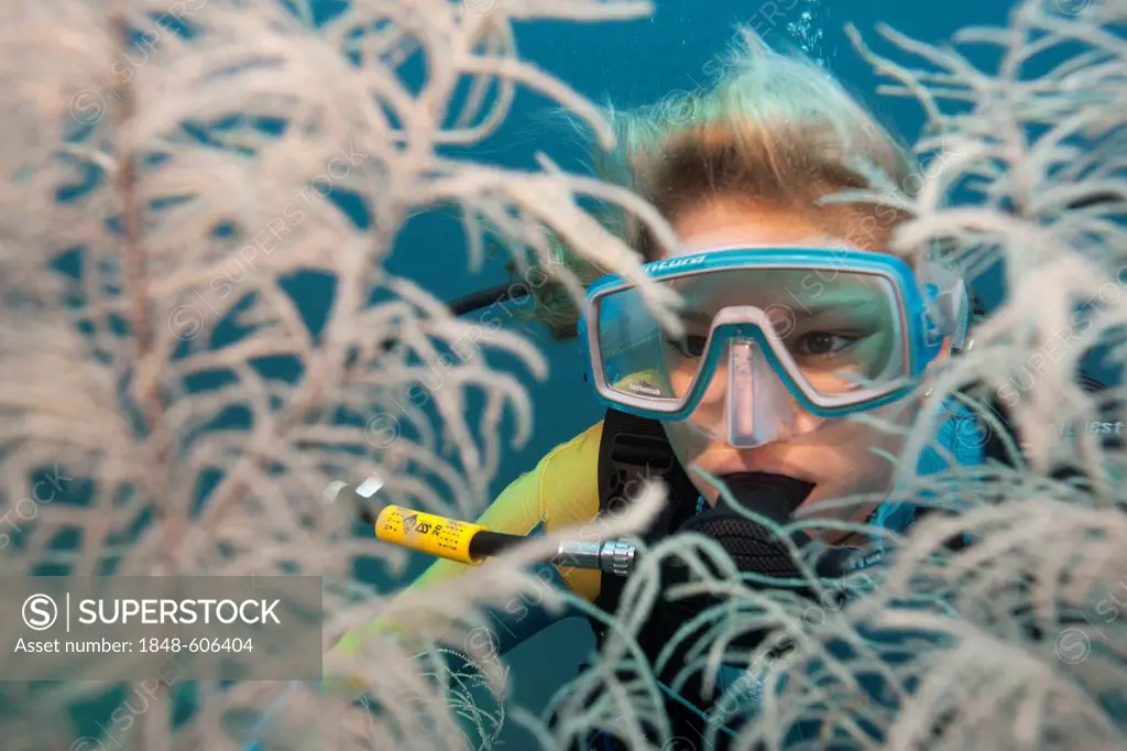 Scuba diver looking through large tree-shaped Black Corals (Antipathes sp.), Lingganay, Leyte, Philippines, Asia