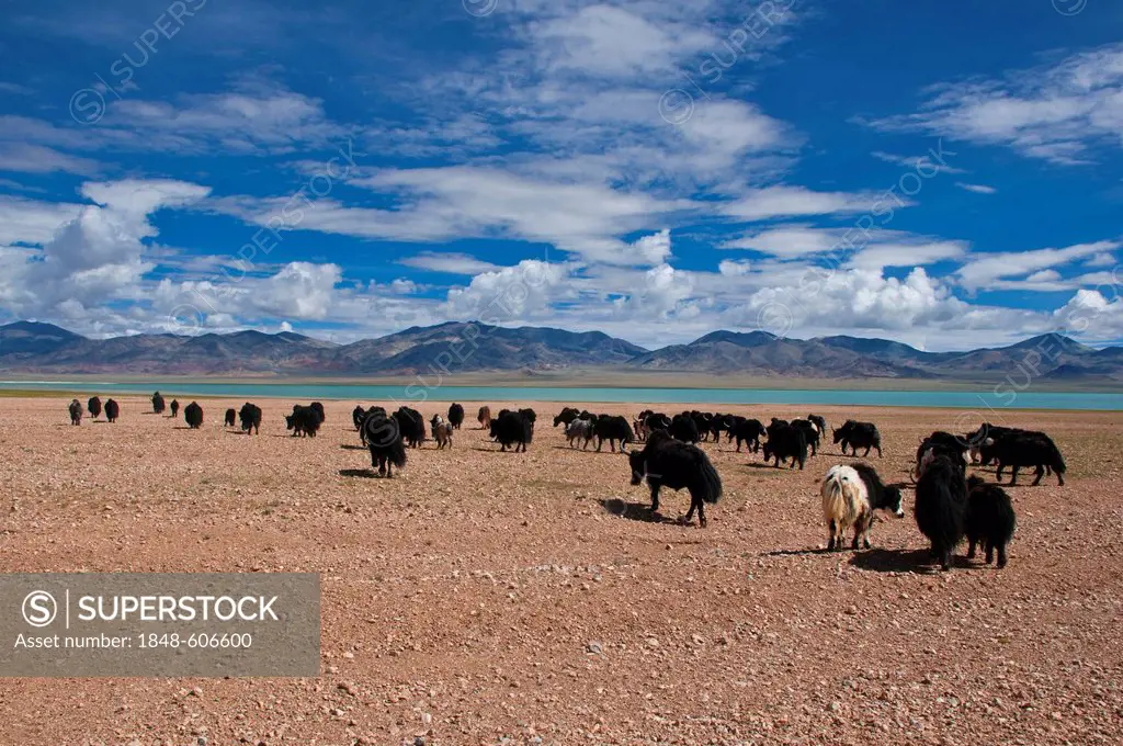 Yaks in the wide open Tibetan landscape along the road from Tsochen to Lhasa, Western Tibet, Tibet, Asia