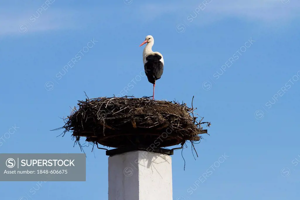 White stork (Ciconia ciconia) breeding on a chimney, Lake Neusiedl National Park, Seewinkel, Burgenland, Austria, Europe