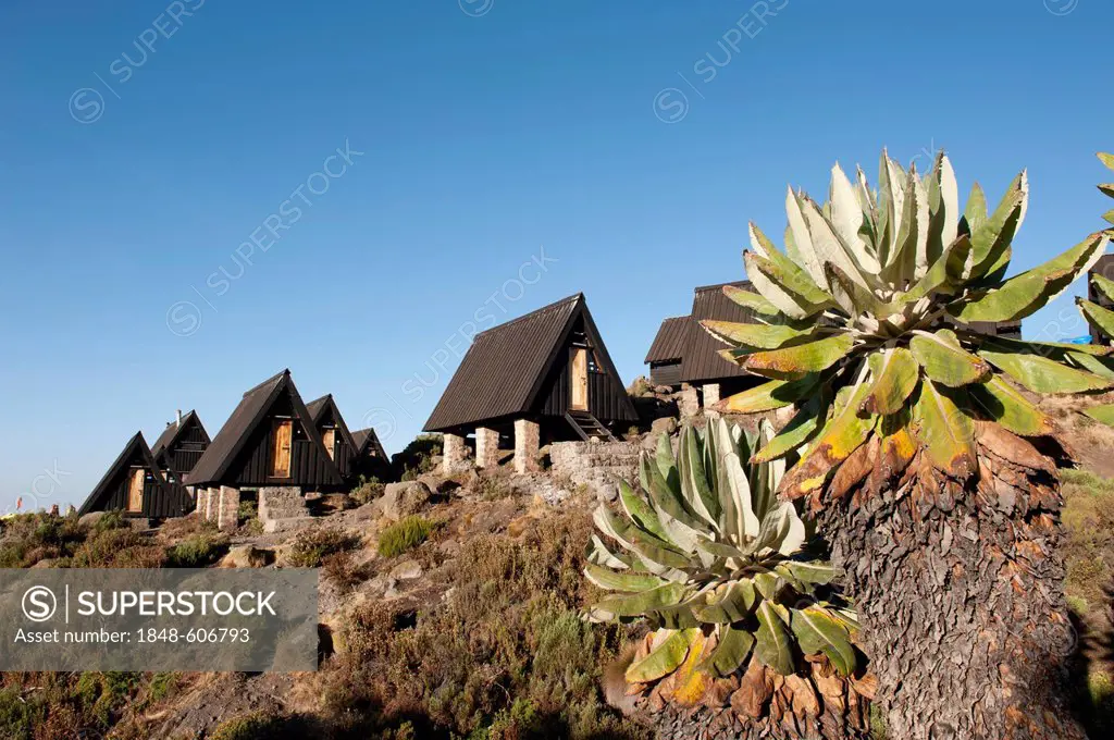 Trekking, Scandinavian-style wooden huts, Horombo Huts, Marangu Route, Giant Groundsel (Dendrosenecio kilimanjari), Mt. Kilimanjaro, Tanzania, East Af...