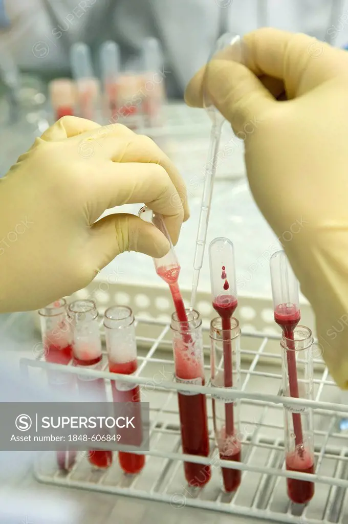 Cytogenetics, preparation of blood samples, Medical Genetics Center MGZ, Laboratory of Human Genetics, Munich, Bavaria, Germany, Europe
