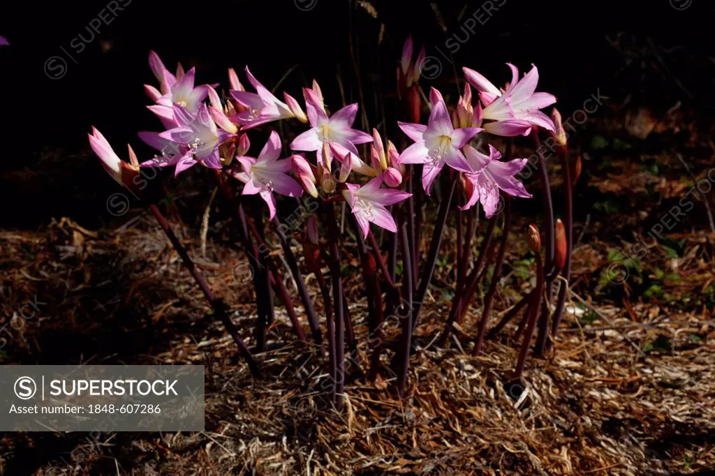 Belladonna Lily or Naked Lady (Amaryllis belladonna), Gualala, Mendocino County, California, USA