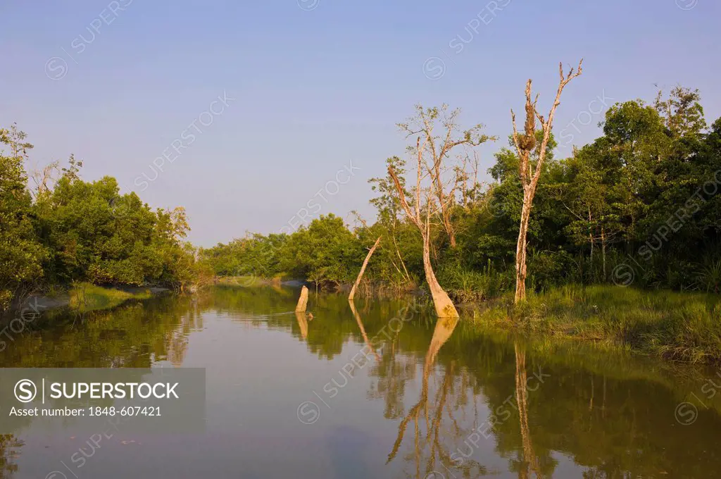 The marshes in the Unesco World Heritage Sundarbans, Bangladesh, Asia