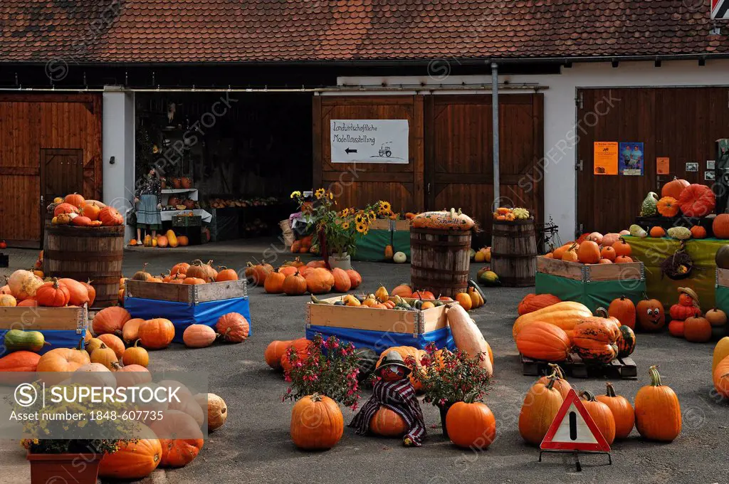 Different types of pumpkin (Cucurbita), and gourds (Cucurbita pepo), decorated for sale on a farm, Dormitz, Upper Franconia, Bavaria, Germany, Europe