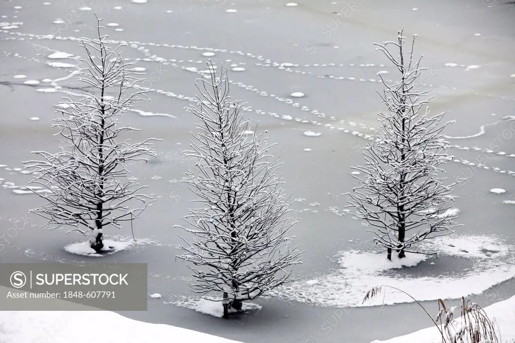 Frozen trees in a pond in Gruga Park, Essen, North Rhine-Westphalia, Germany, Europe
