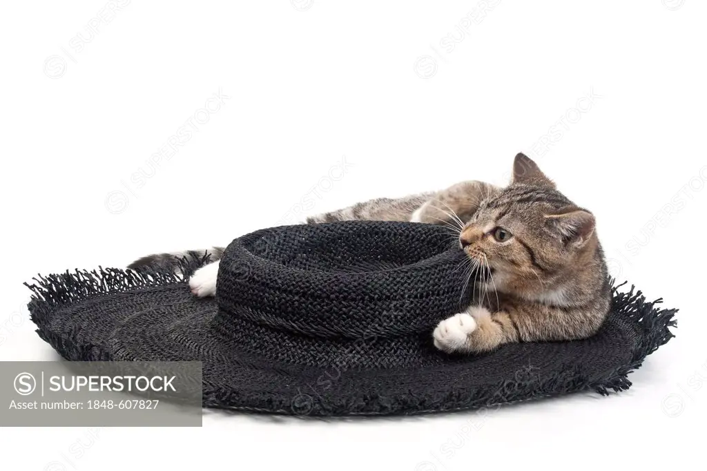 Kitten with a black hat