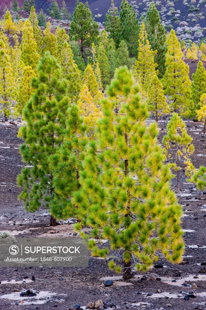 Young pine trees growing on volcanic rock in the Teide National Park, UNESCO World Heritage Site, Tenerife, Canary Islands, Spain, Europe