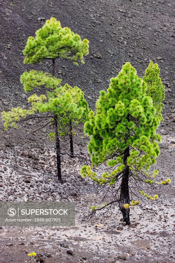 Young pine trees growing on volcanic rock in the Teide National Park, UNESCO World Heritage Site, Tenerife, Canary Islands, Spain, Europe