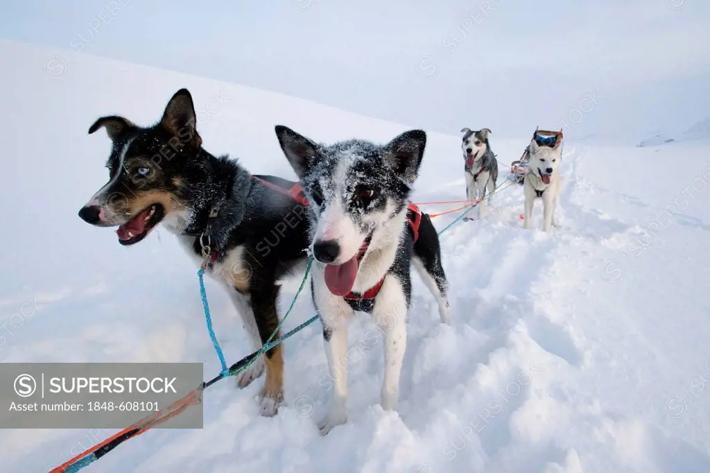 Alaskan huskies, dog sled team, Finnmark, Lapland, Norway, Europe