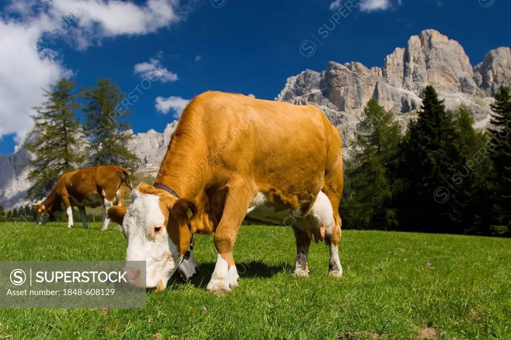 Cow, portrait, province of Bolzano-Bozen, Italy, Europe