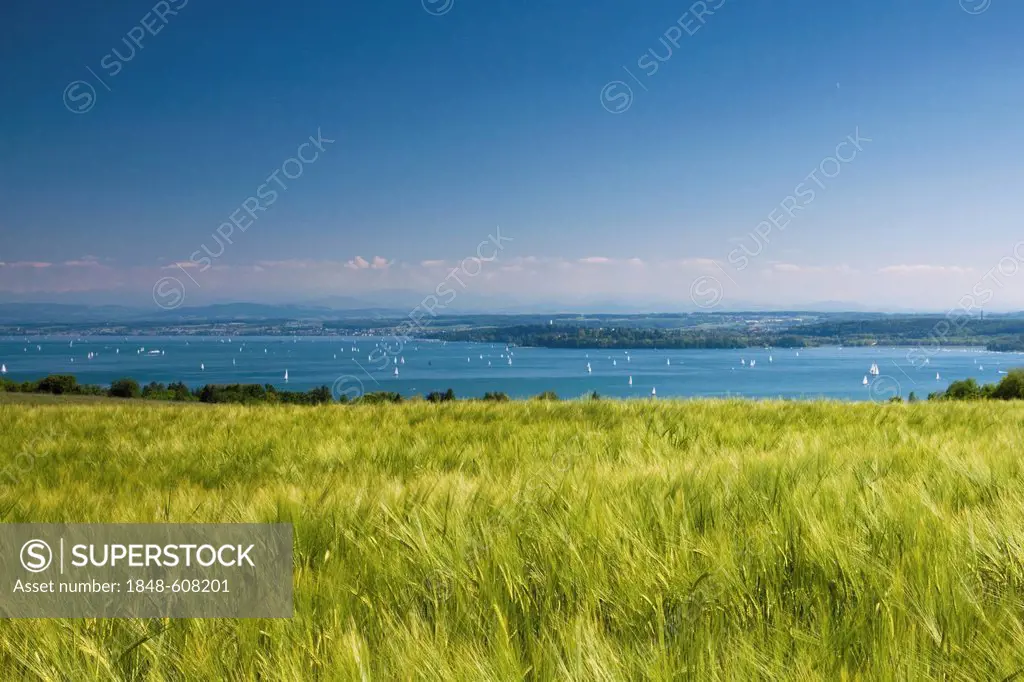 Barley field at Lake Constance with a clear blue sky, Baden-Wuerttemberg, Germany, Europe