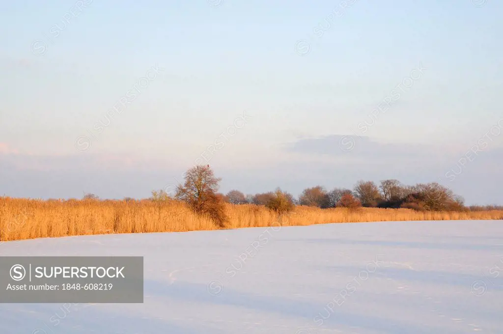 Frozen oxbow lake of the Elbe river near Klieken, Saxony-Anhalt, Germany, Europe