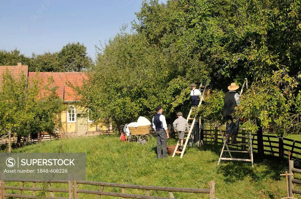 Plum harvest, people wearing clothing from the 1930's, Europa Park near Neu-Anspach, Hochtaunuskreis district, Hesse, Germany, Europe