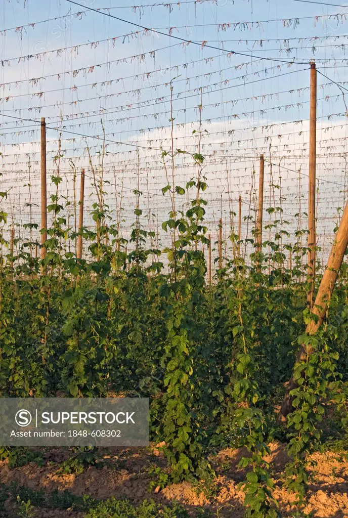 Strings with Common hops (Humulus lupulus) in a hop yard near Kokory, Moravia, Czech Republic, Europe