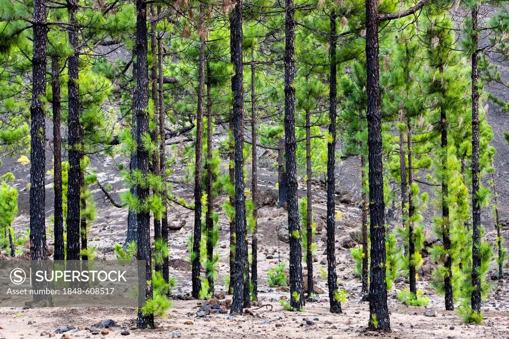Pine trees sprout again after fire, volcanic rock, Teide National Park, UNESCO World Heritage Site, Tenerife, Canary Islands, Spain, Europe