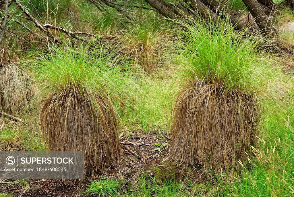 Marsh vegetation, with tussock or bunch grasses on the shores of Lake Hayes at Arrowtown, South Island, New Zealand
