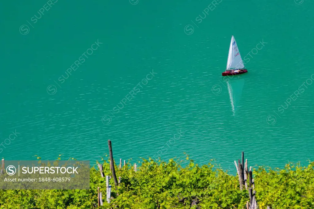 Sailboat and vineyards, Lake Kaltern, province of Bolzano-Bozen, Italy, Europe