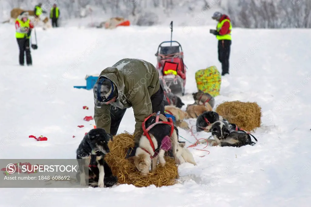 Musher caring for his dog team at the Finnmarksløpet, northernmost sled dog race in the world, Finnmark, Lapland, Norway, Europe