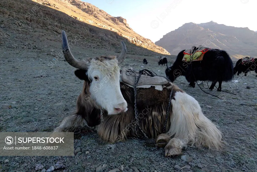Yaks (Bos mutus) near the Dolma La Pass, 5700m, on the circumambulation of the holy Mount Kailash, Tibetan Kang Rinpoche, 6638 m, with the West Valley...