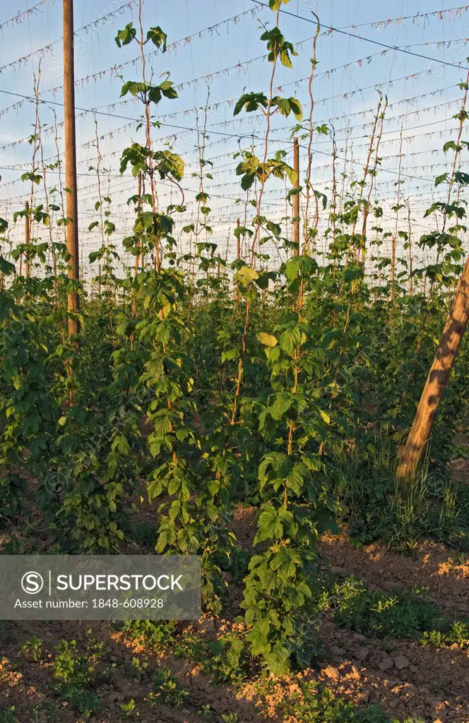 Strings with Common hops (Humulus lupulus) in a hop yard near Kokory, Moravia, Czech Republic, Europe