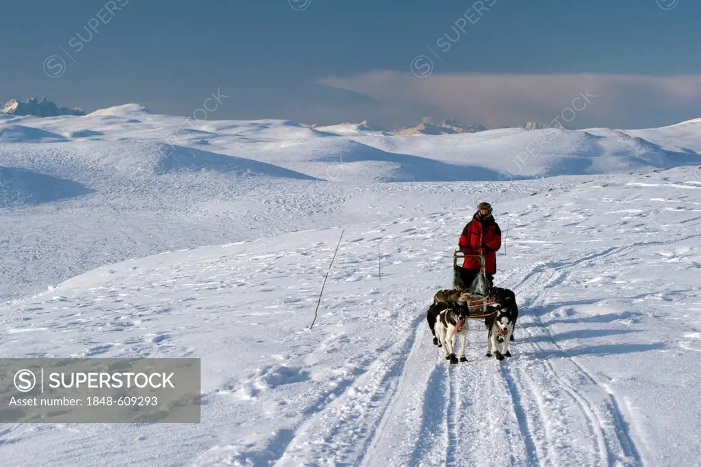 Sled dog team on the Finnmark, Lapland, Norway, Europe