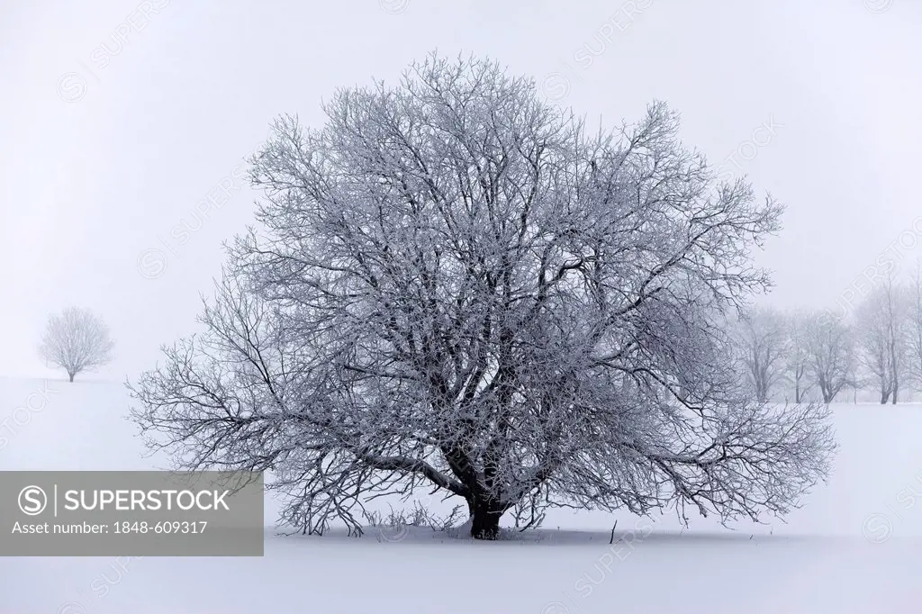 Tree in frost, winter, Rhon, Hesse, Germany, Europe