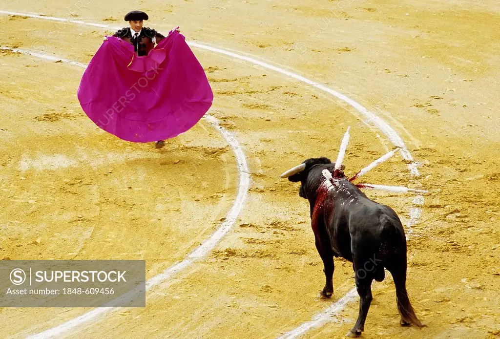 Matador teasing a bull with a red cloth, bullring in Sanlúcar de Barrameda, Costa de la Luz, Andalusia, Spain, Europe