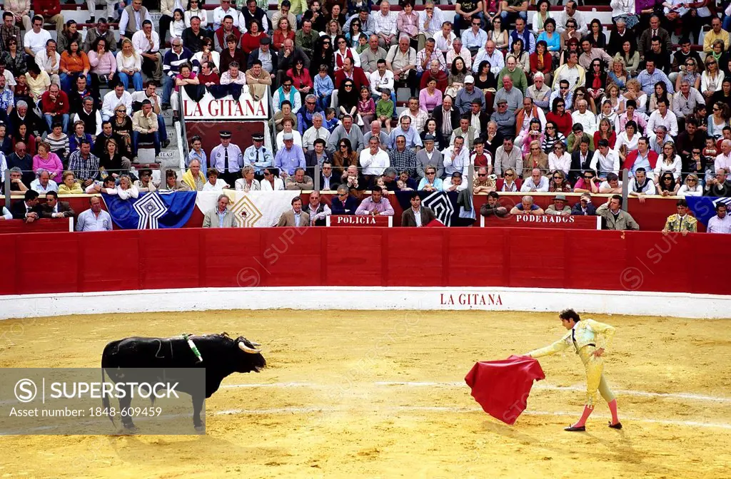 Matador teasing bull with a red cloth, bullfighting arena in Sanlúcar de Barrameda, Costa de la Luz, Andalusia, Spain, Europe