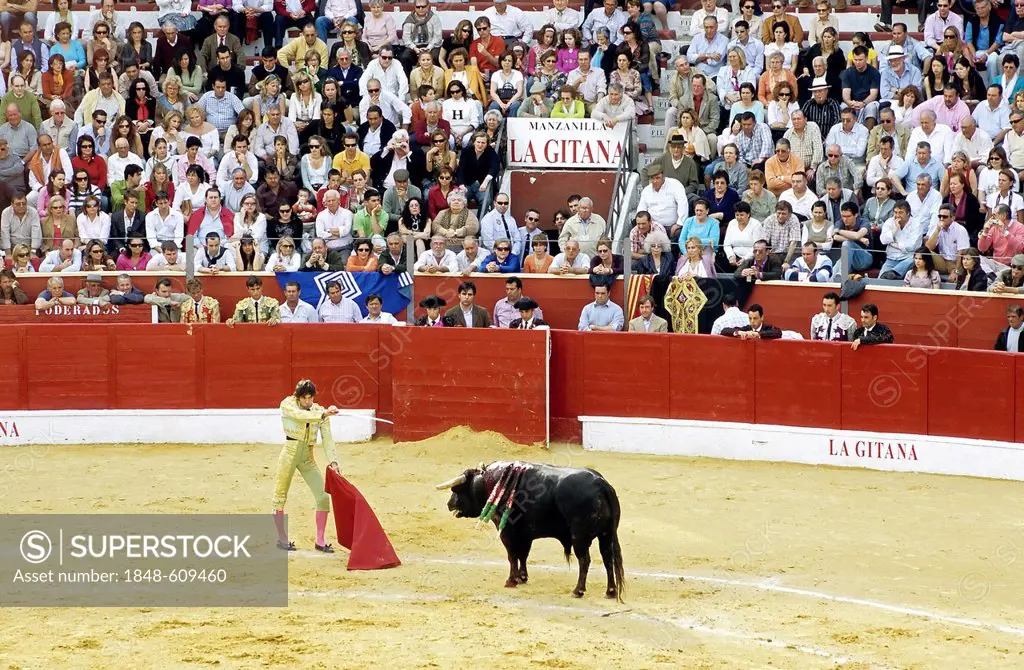 Bullfighter presenting a sword to the weakened bull, bullfighting arena in Sanlúcar de Barrameda, Costa de la Luz, Andalusia, Spain, Europe